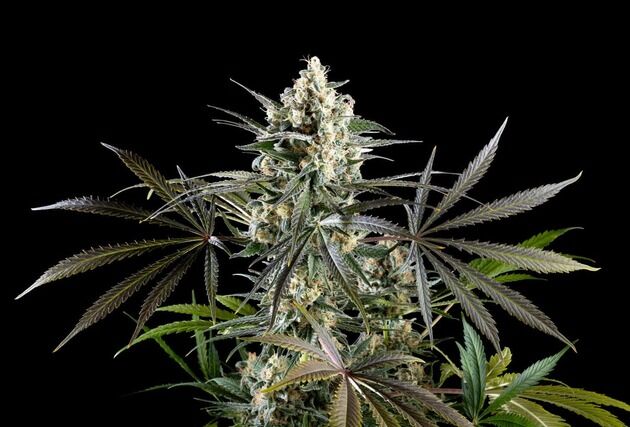 Amnesia Haze Go Fast feminised cannabis seeds by Kannabia for indoor and outdoor